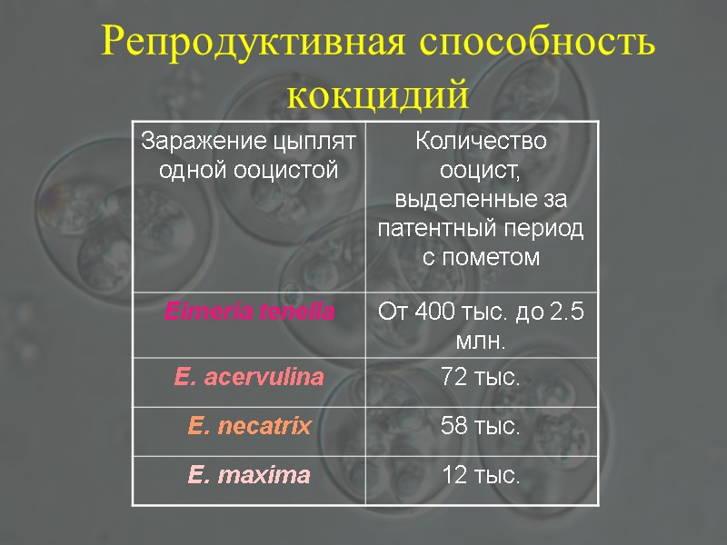 Репродуктивная способность кокцидий